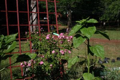 Photo 32