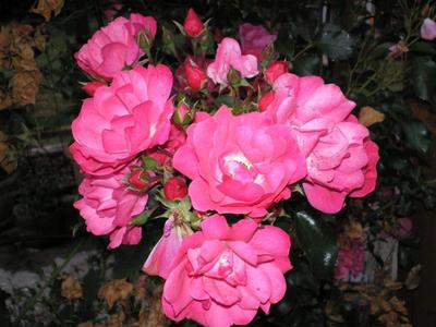 Photo 28