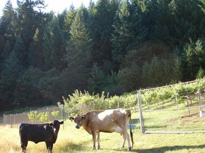 Photo 29