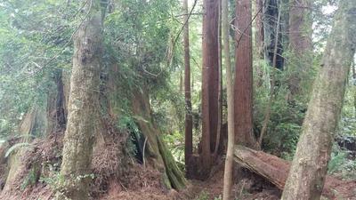 Photo 30