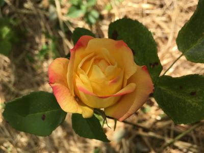 Photo 44