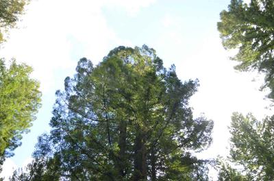 Photo 35