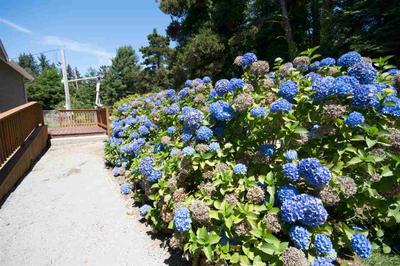 Photo 42