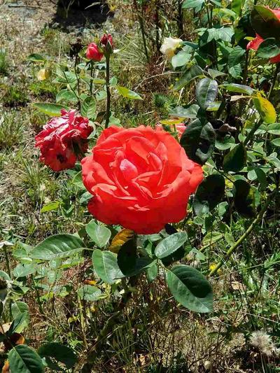 Photo 44