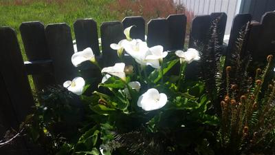 Photo 8