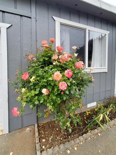 Photo 35