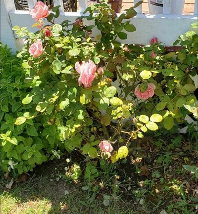 Photo 22