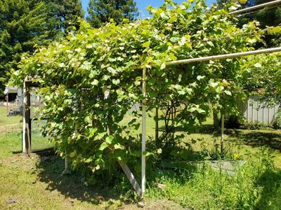 Photo 46