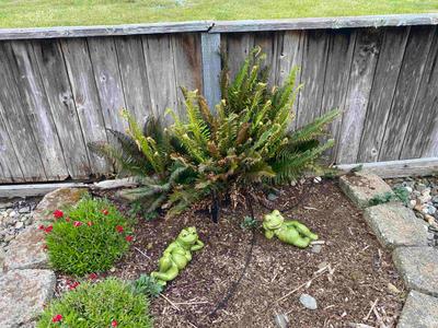 Photo 42